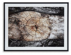 Framed wall art featuring a weathered circular tree-ring pattern in sepia, black, and white