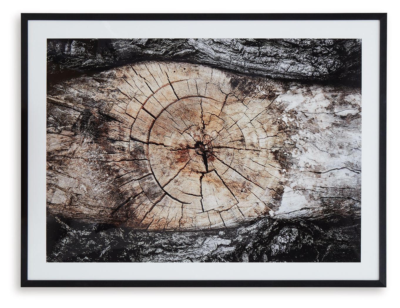 Framed wall art featuring a weathered circular tree-ring pattern in sepia, black, and white