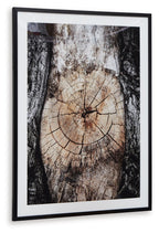 Framed wall art with circular tree-ring design, dark bark tones and cream center