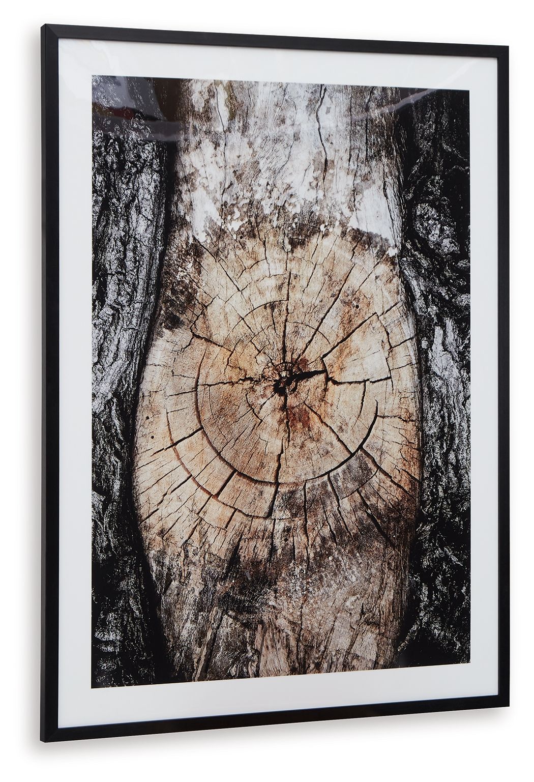 Framed wall art with circular tree-ring design, dark bark tones and cream center