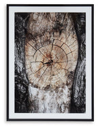 Framed abstract wall art with large circular tree-ring motif in brown, cream, and black