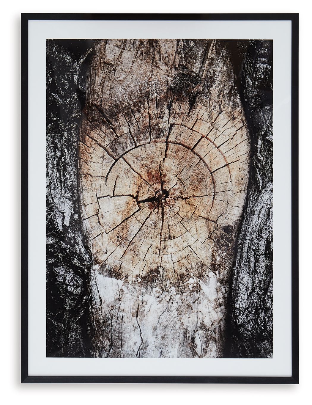 Framed abstract wall art with large circular tree-ring motif in brown, cream, and black