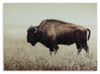 Sepia wall art print of bison in tall grass, side view