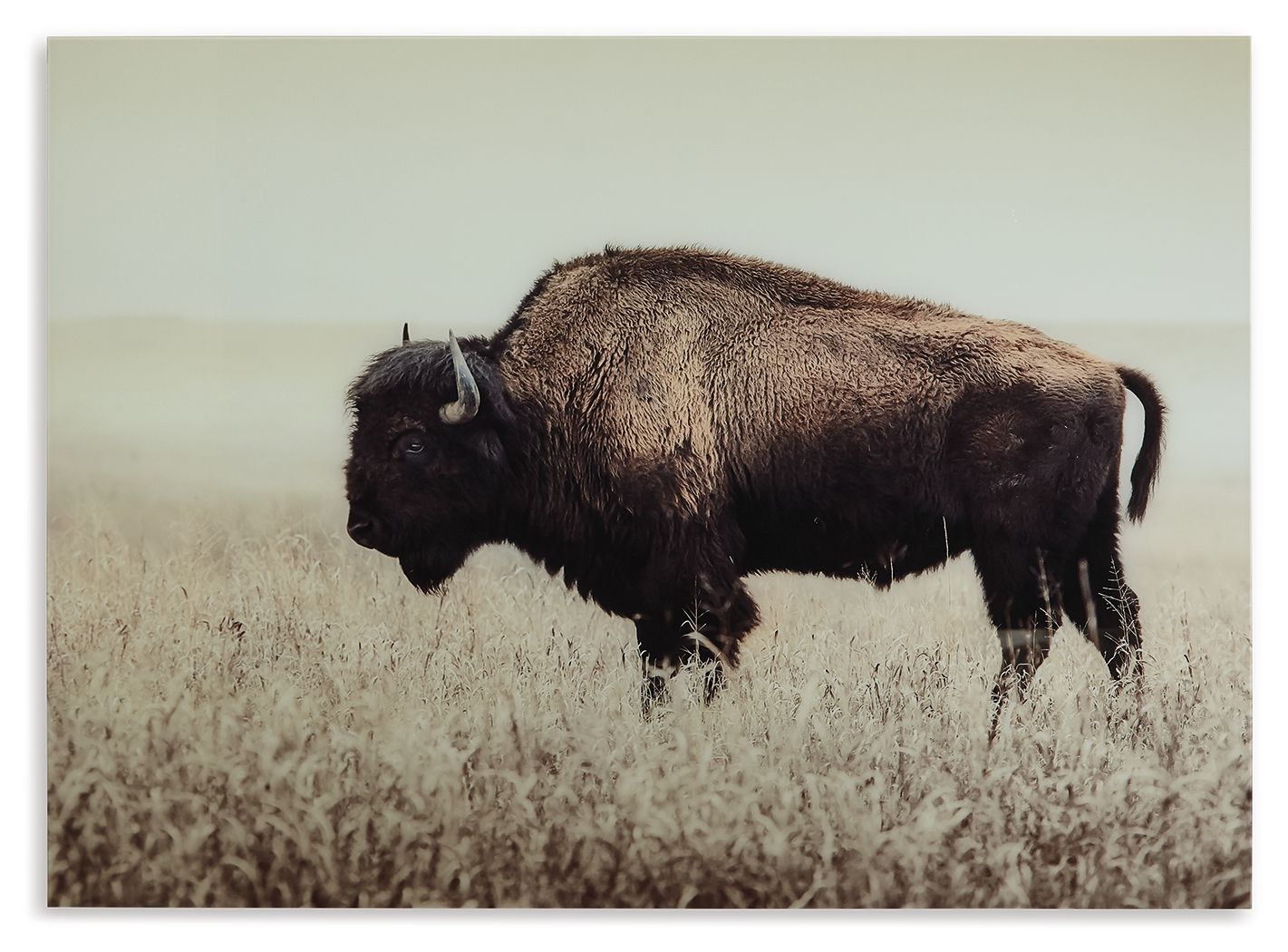 Sepia wall art print of bison in tall grass, side view
