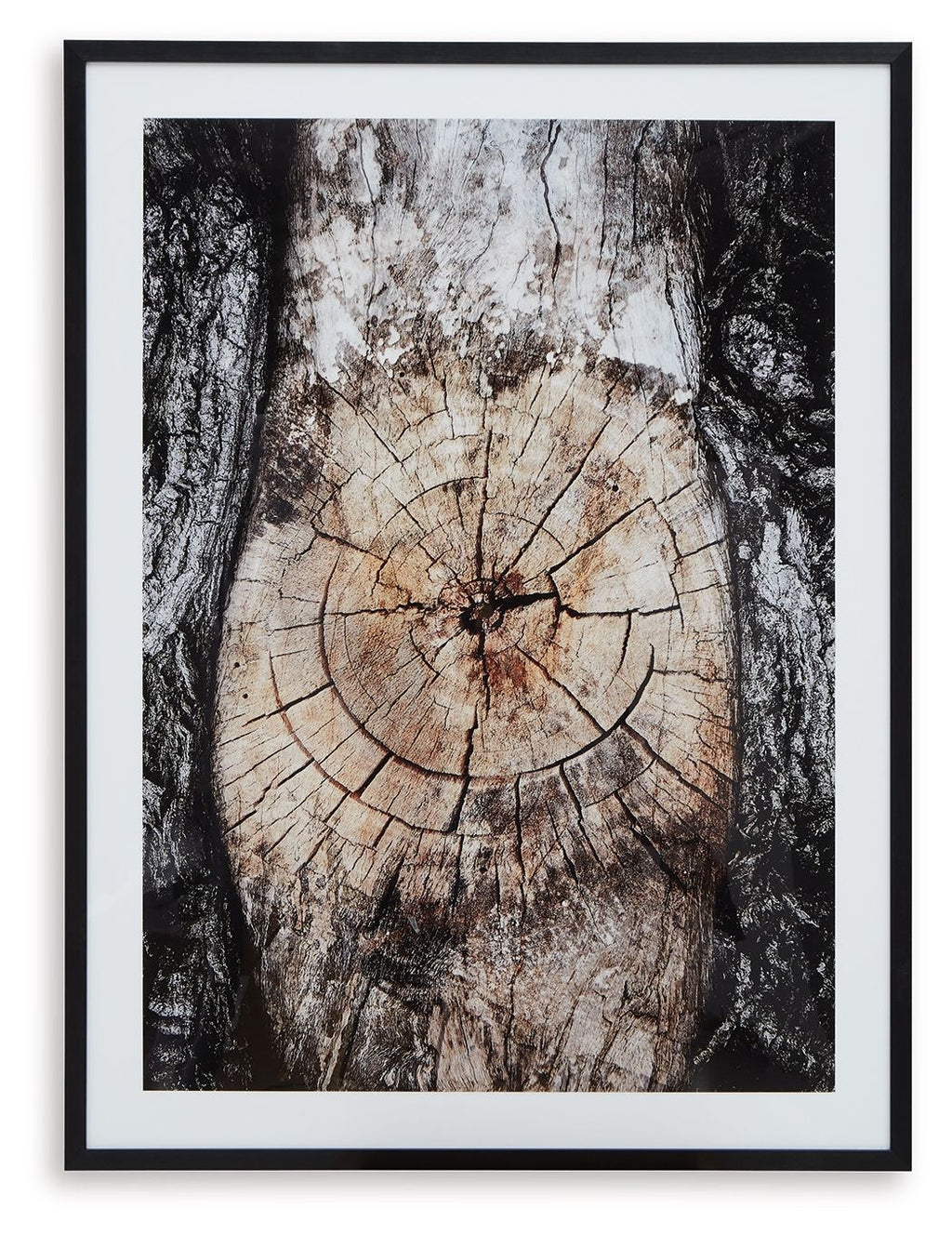 Framed abstract wall art with circular tree-ring design in brown, black, and white