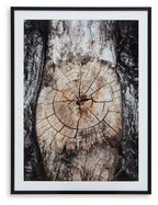 Framed abstract wall art with circular tree-ring design in brown, black, and white