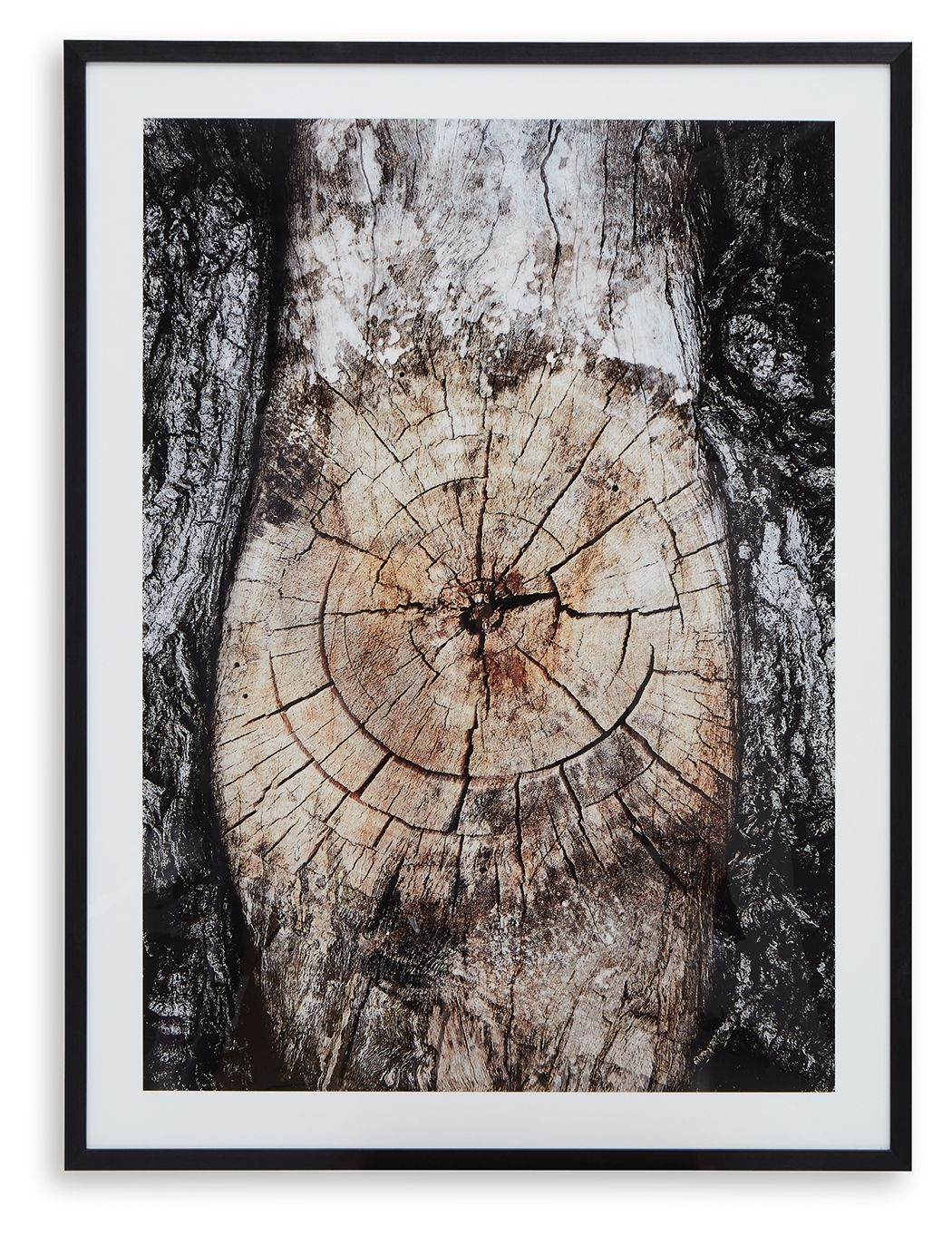 Framed abstract wall art with circular tree-ring design in brown, black, and white