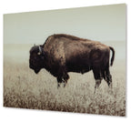 Sepia wall art print of bison walking through tall grass