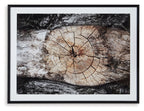 Framed abstract wall art with wide circular tree-ring rings on mottled dark and light background