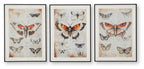Three framed butterfly wall art prints in orange, black, and ivory tones